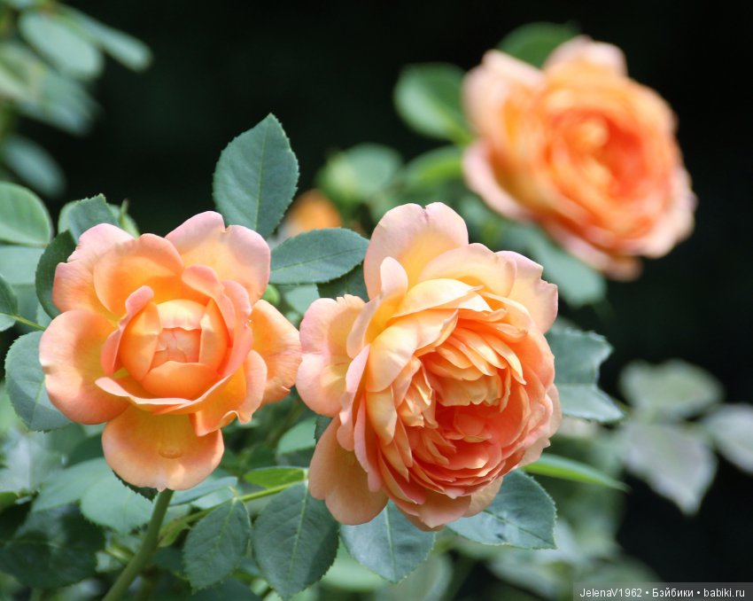 Одна выкройка, три платья и много желающих примерить