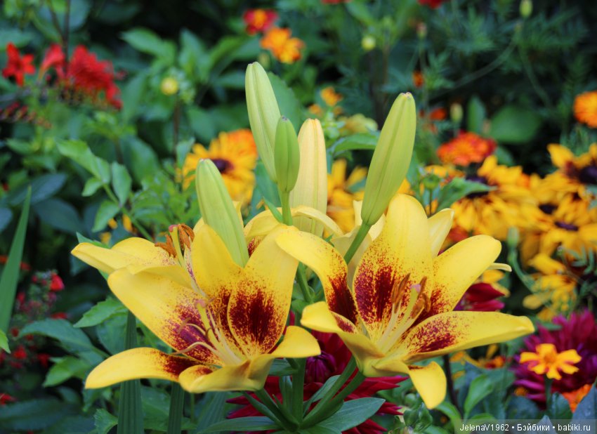 Одна выкройка, три платья и много желающих примерить