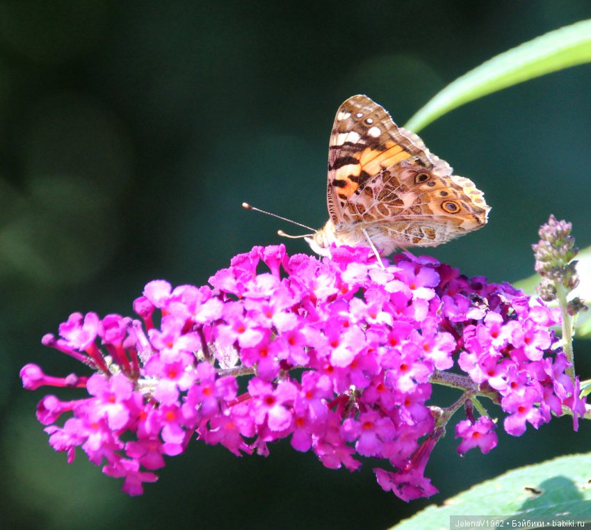Одна выкройка, три платья и много желающих примерить