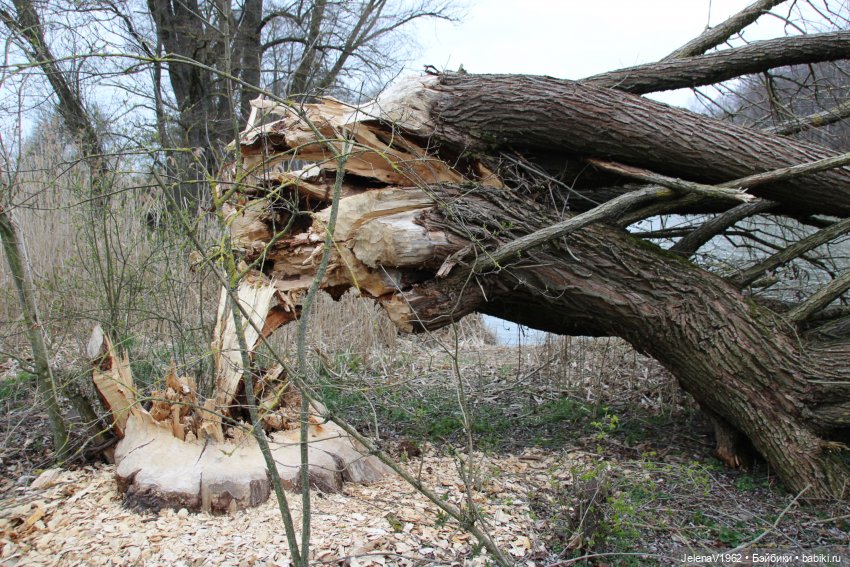 Сашка, Саша, Александра. Диана Эффнер для Ruby Red Fashion Friends