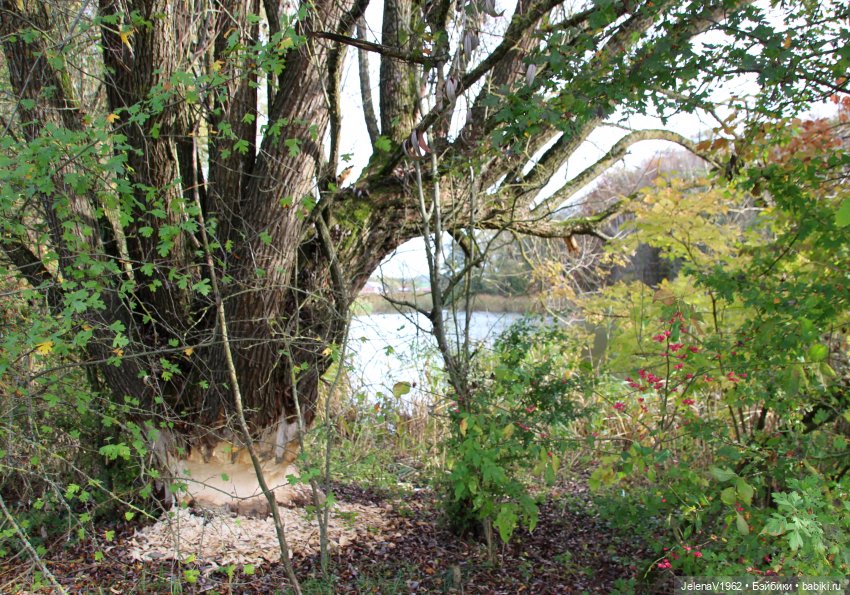 Сашка, Саша, Александра. Диана Эффнер для Ruby Red Fashion Friends