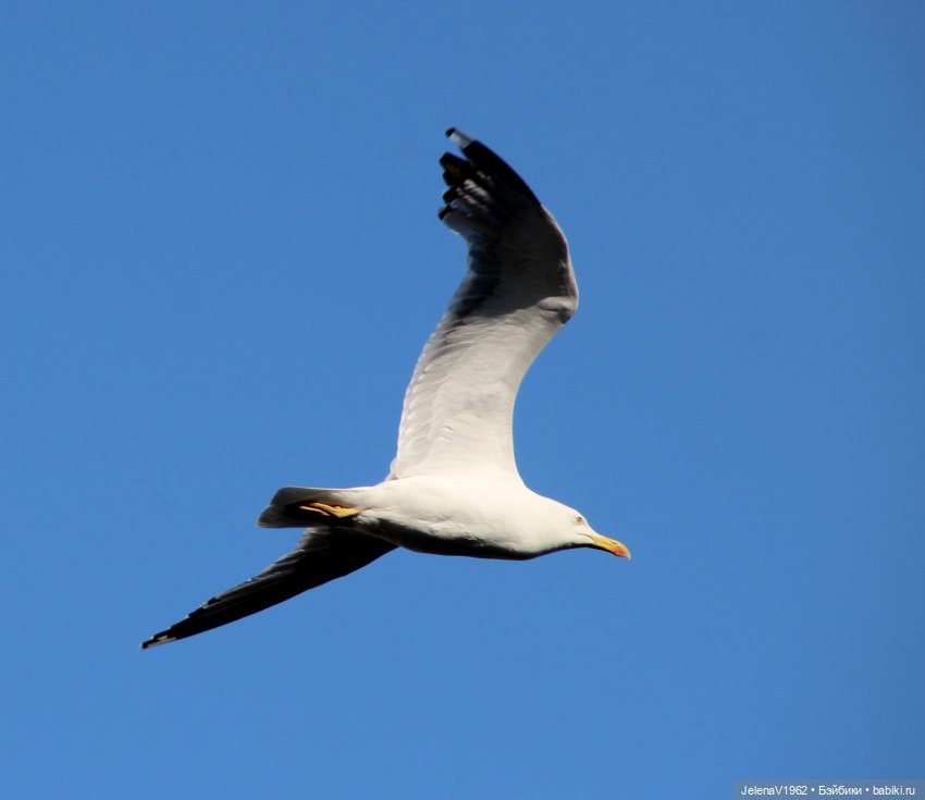 Морская прогулка с Сашкой и не только