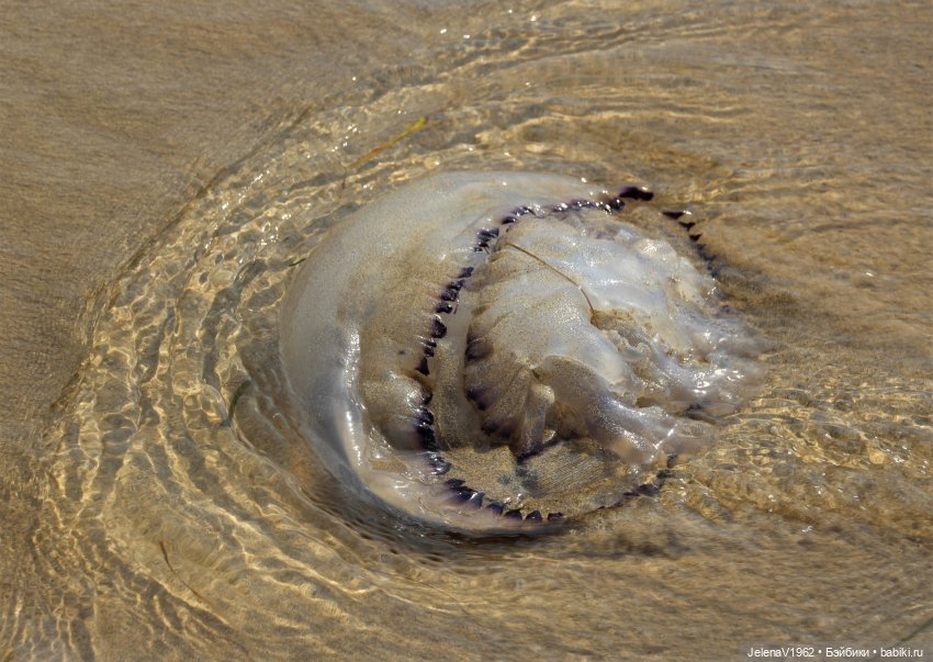 Морская прогулка с Сашкой и не только