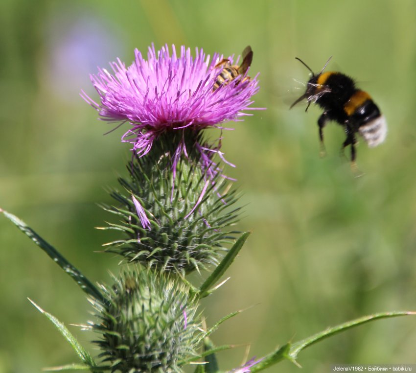 Лета много не бывает. И снова мини Королинки. Одежда своими руками
