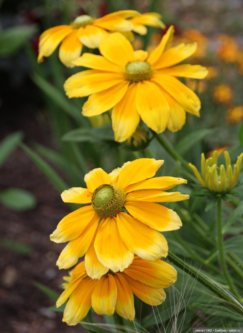 Лета много не бывает. И снова мини Королинки. Одежда своими руками