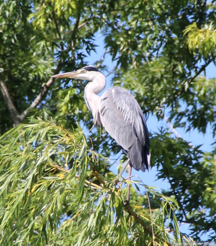 Лета много не бывает. И снова мини Королинки. Одежда своими руками