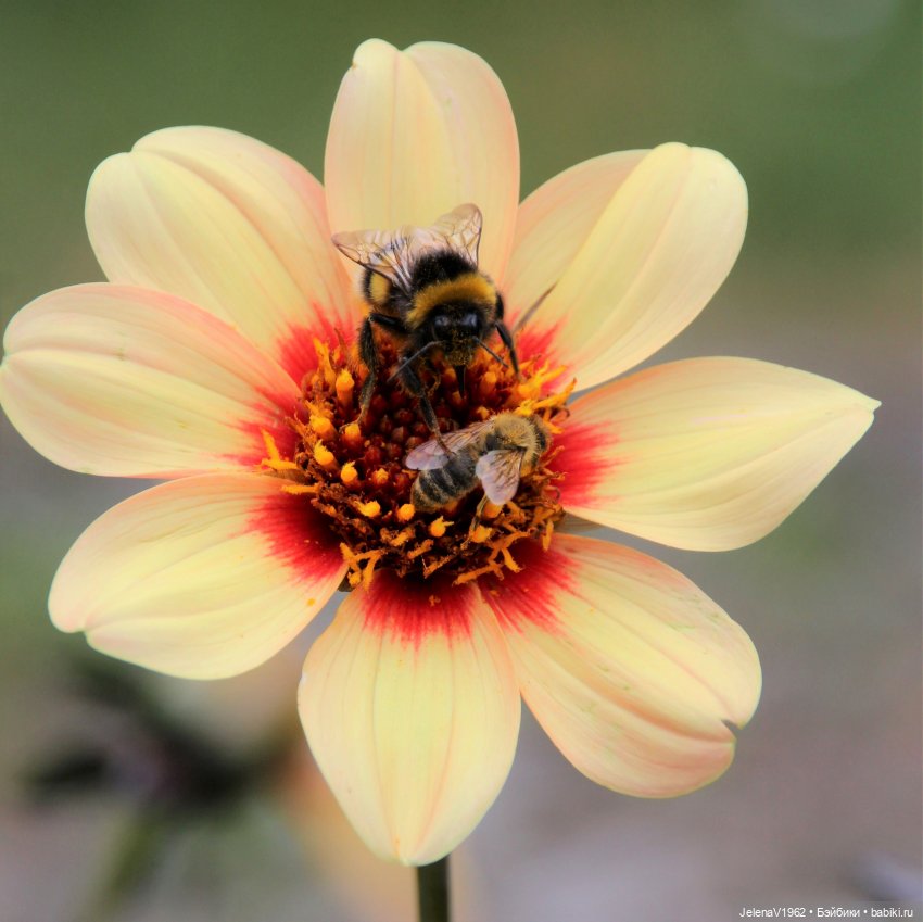 Лета много не бывает. И снова мини Королинки. Одежда своими руками
