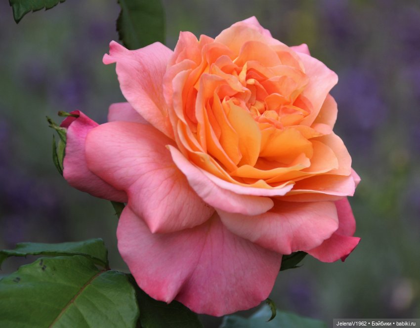 Лета много не бывает. И снова мини Королинки. Одежда своими руками