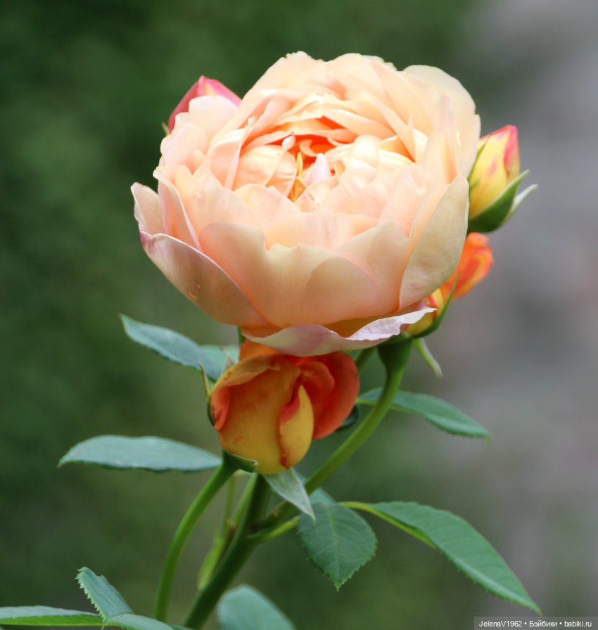 Лета много не бывает. И снова мини Королинки. Одежда своими руками