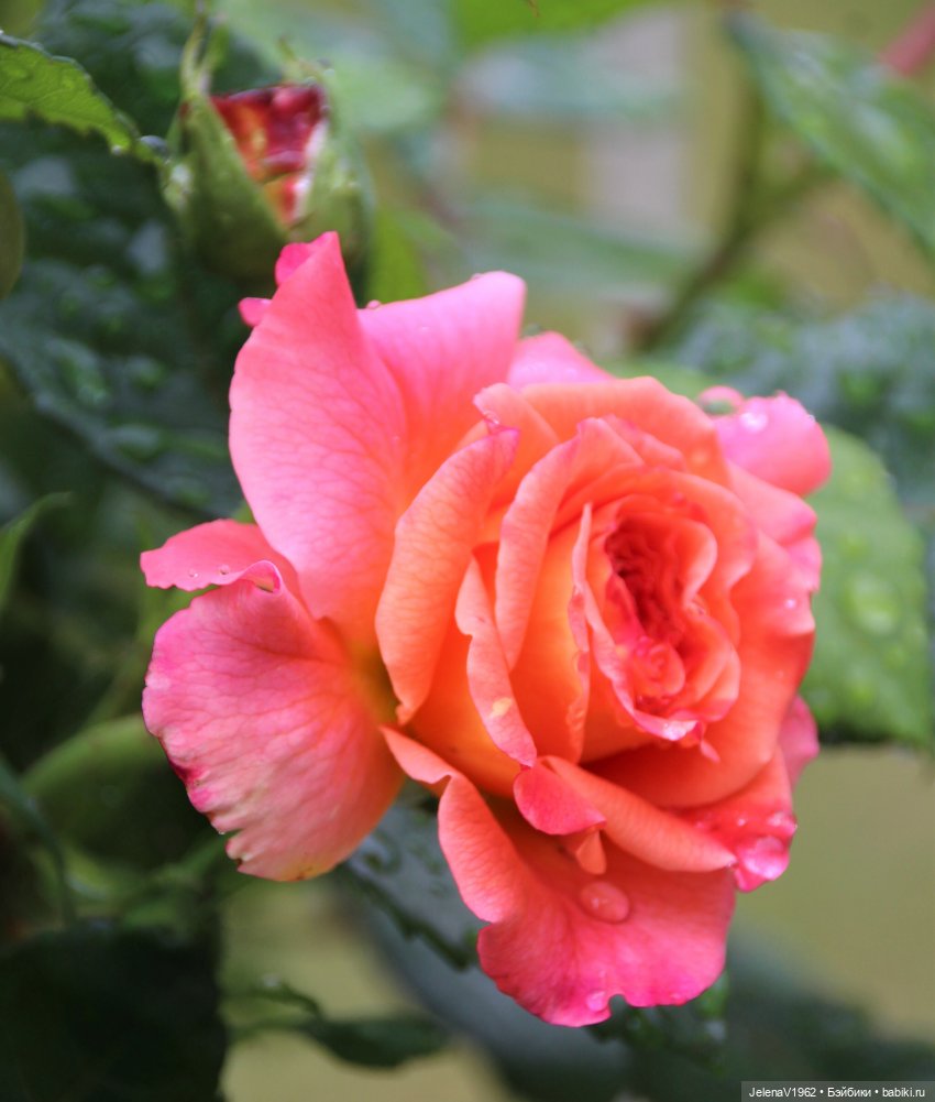 Лета много не бывает. И снова мини Королинки. Одежда своими руками (фото 5)