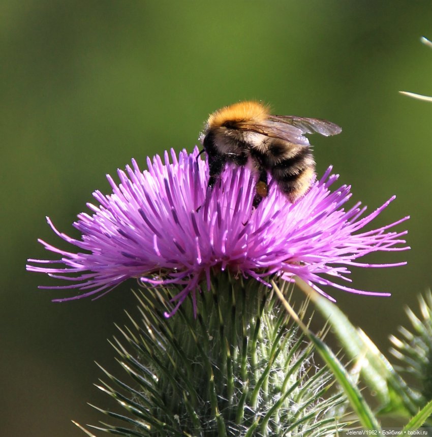 Лета много не бывает. И снова мини Королинки. Одежда своими руками