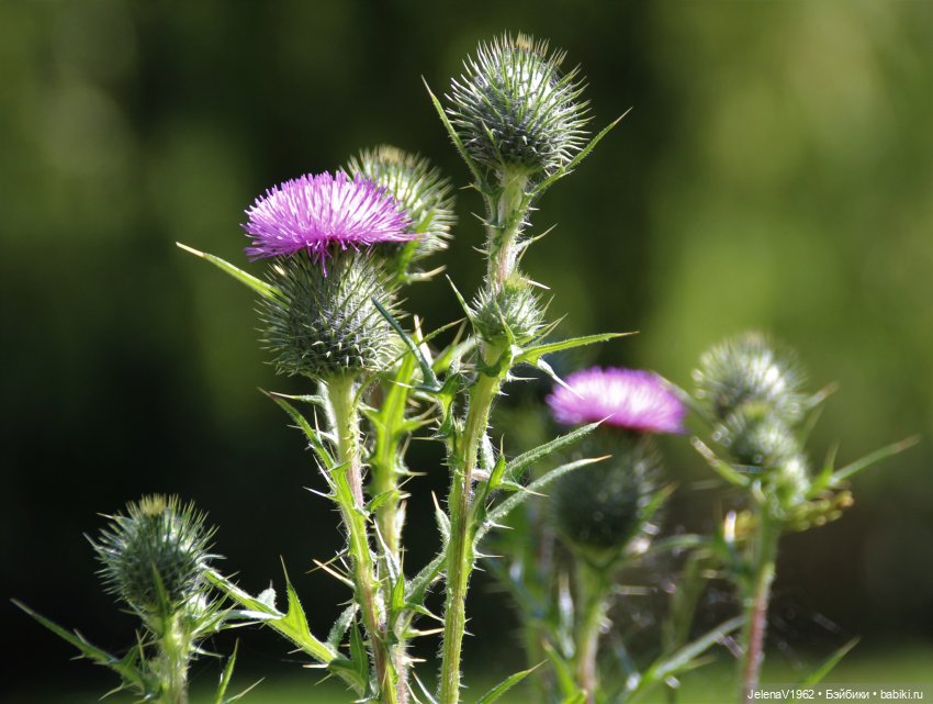 Лета много не бывает. И снова мини Королинки. Одежда своими руками