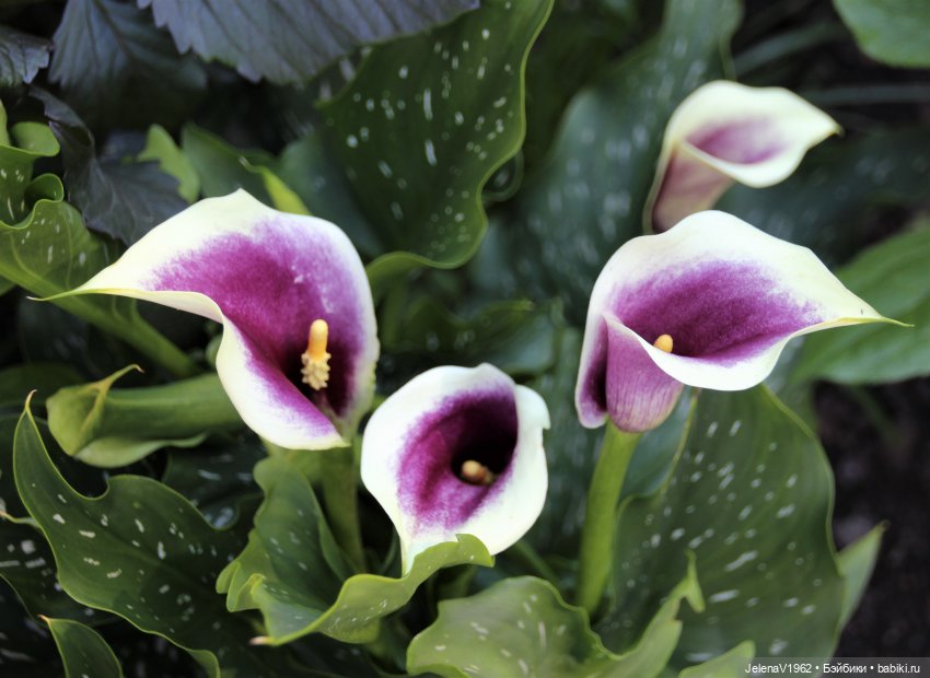 Лета много не бывает. И снова мини Королинки. Одежда своими руками