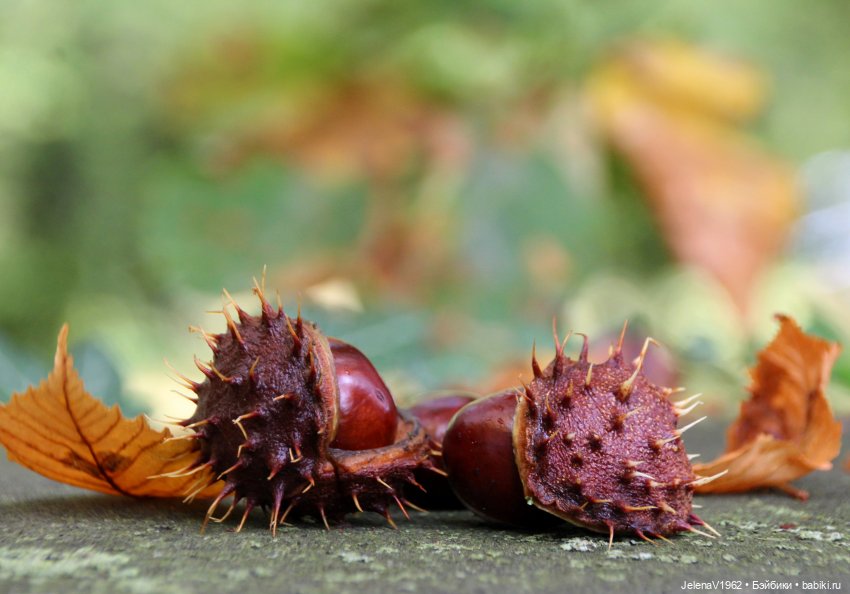 Осень с мини Королинкой. Одежда своими руками