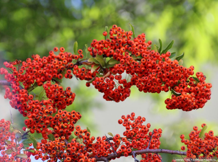 Осень с мини Королинкой. Одежда своими руками