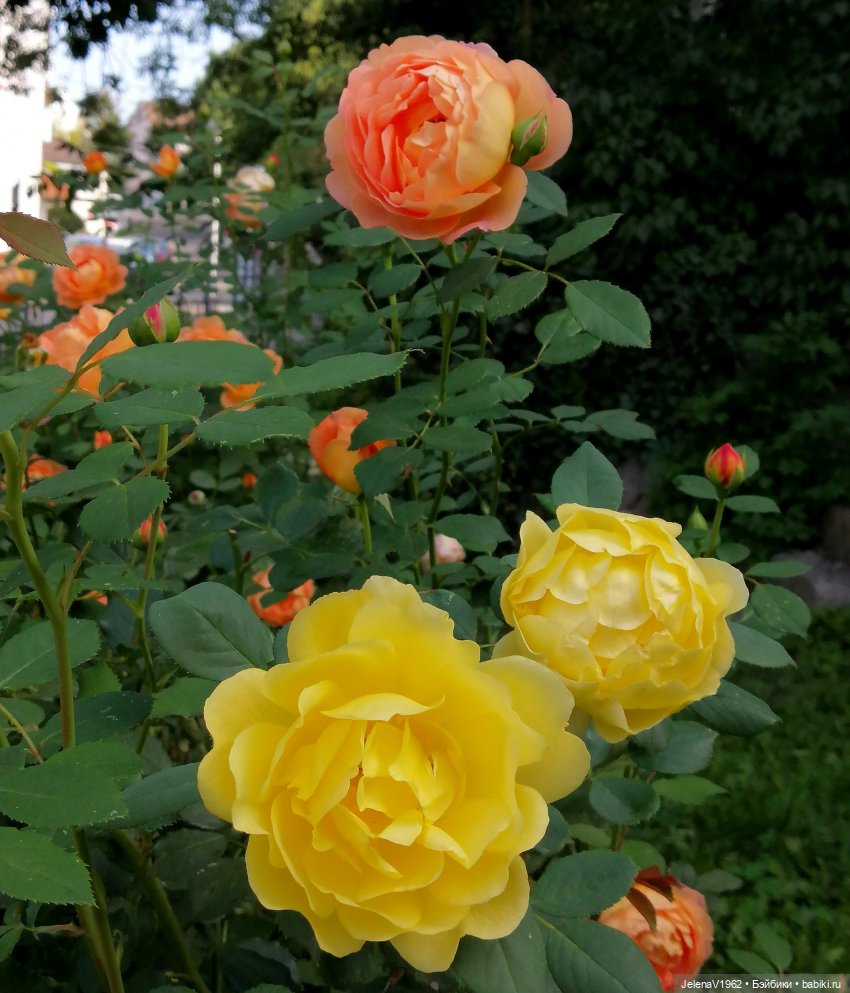 Осень с мини Королинкой. Одежда своими руками (фото 10)