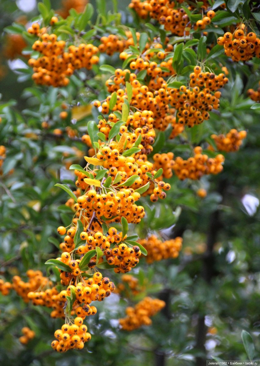 Осень с мини Королинкой. Одежда своими руками