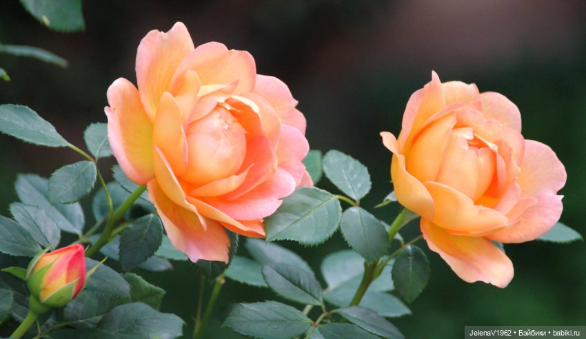 Осень с мини Королинкой. Одежда своими руками (фото 4)