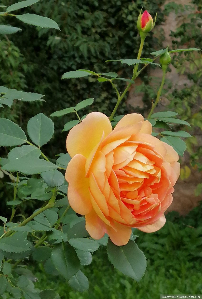 Осень с мини Королинкой. Одежда своими руками (фото 8)