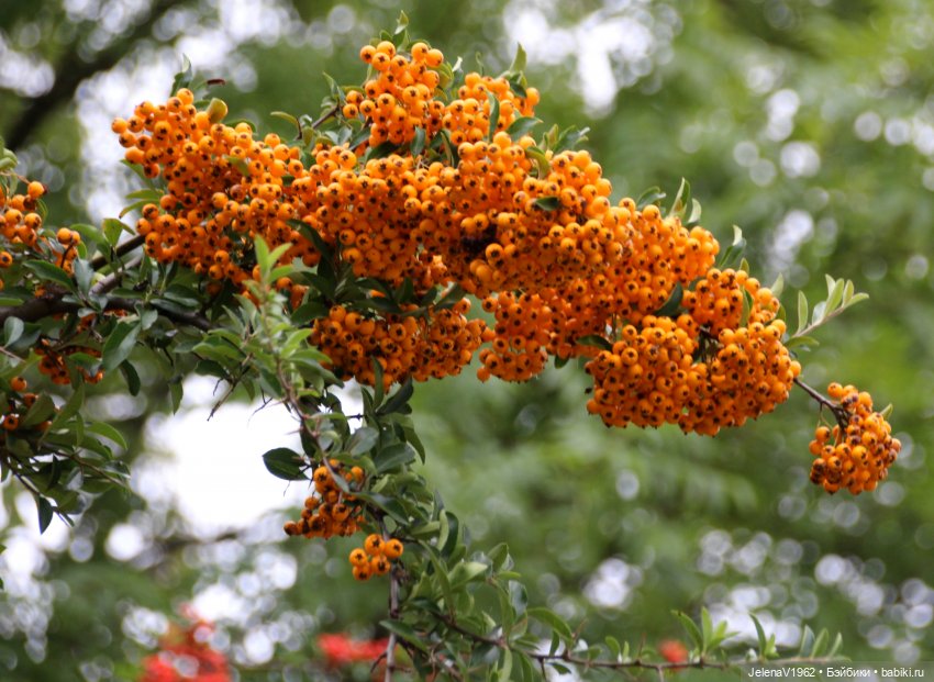 Осень с мини Королинкой. Одежда своими руками