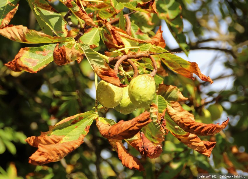 Осень с мини Королинкой. Одежда своими руками