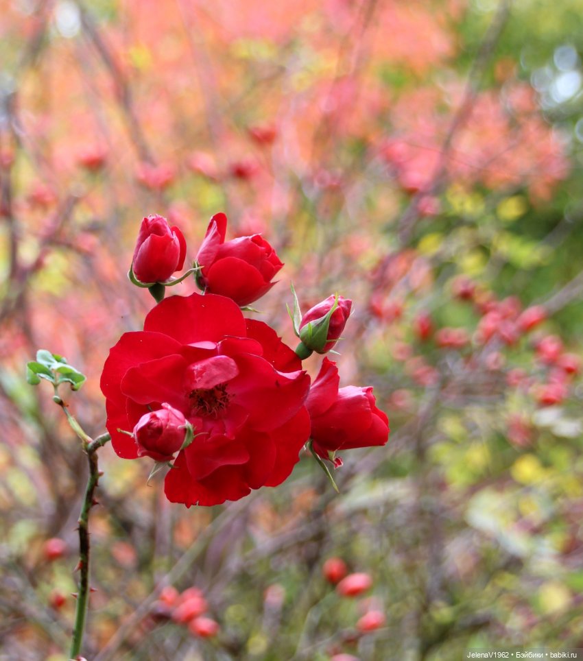 Все краски осени с Джониной Цвергназе