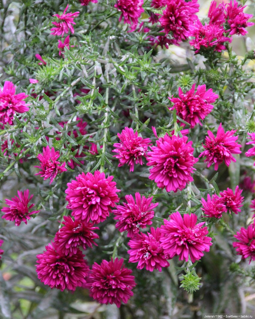 Все краски осени с Джониной Цвергназе