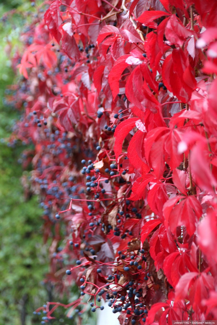Все краски осени с Джониной Цвергназе