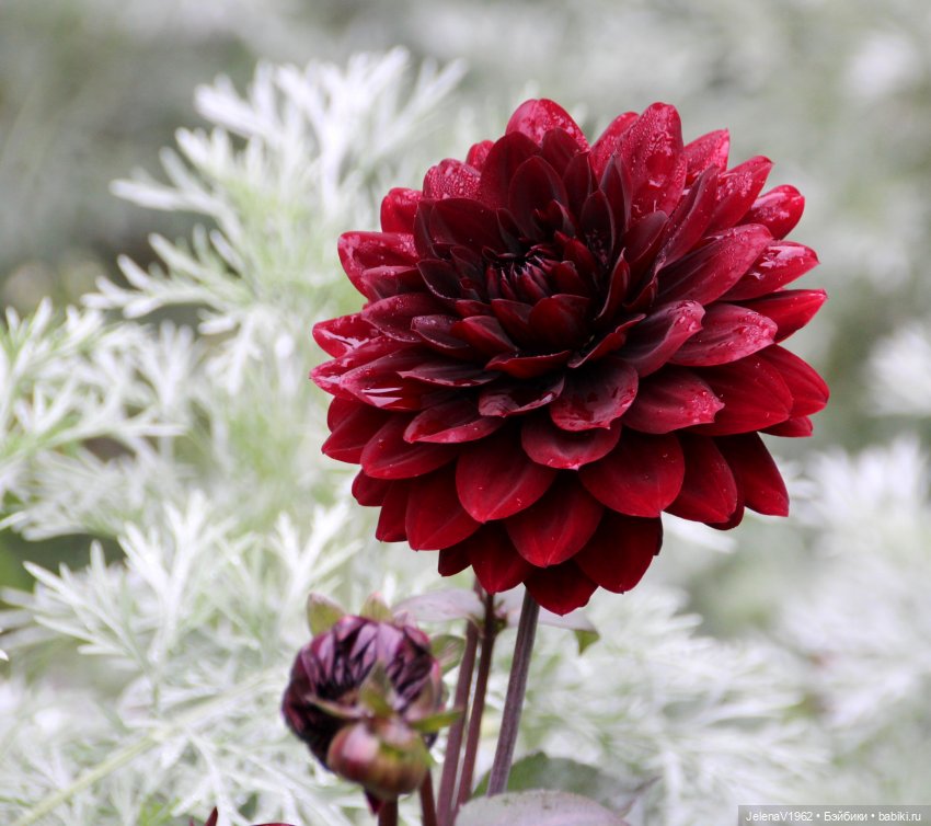 Все краски осени с Джониной Цвергназе (фото 4)