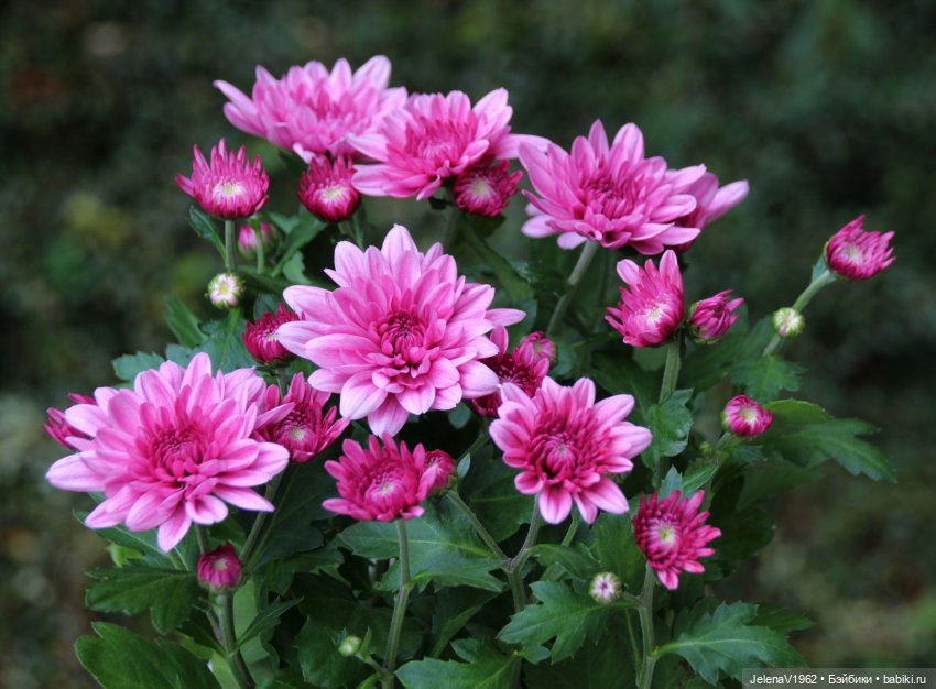 Все краски осени с Джониной Цвергназе