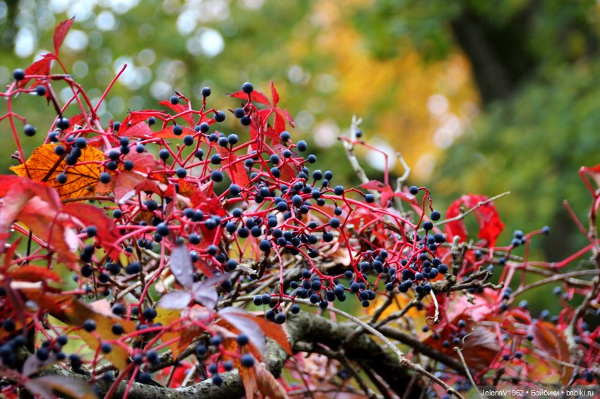 Все краски осени с Джониной Цвергназе