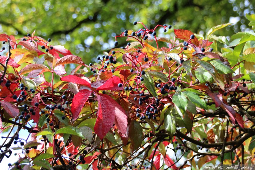 Все краски осени с Джониной Цвергназе