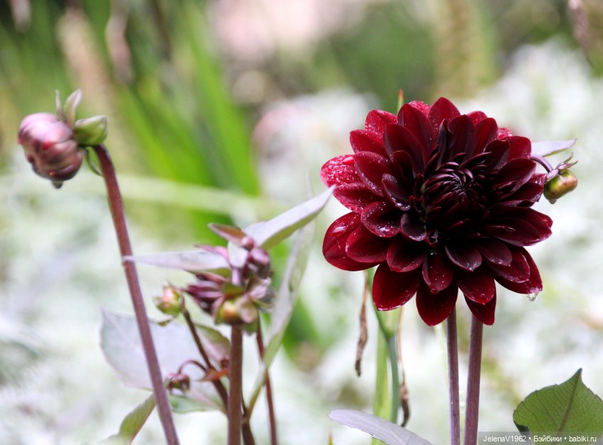 Все краски осени с Джониной Цвергназе