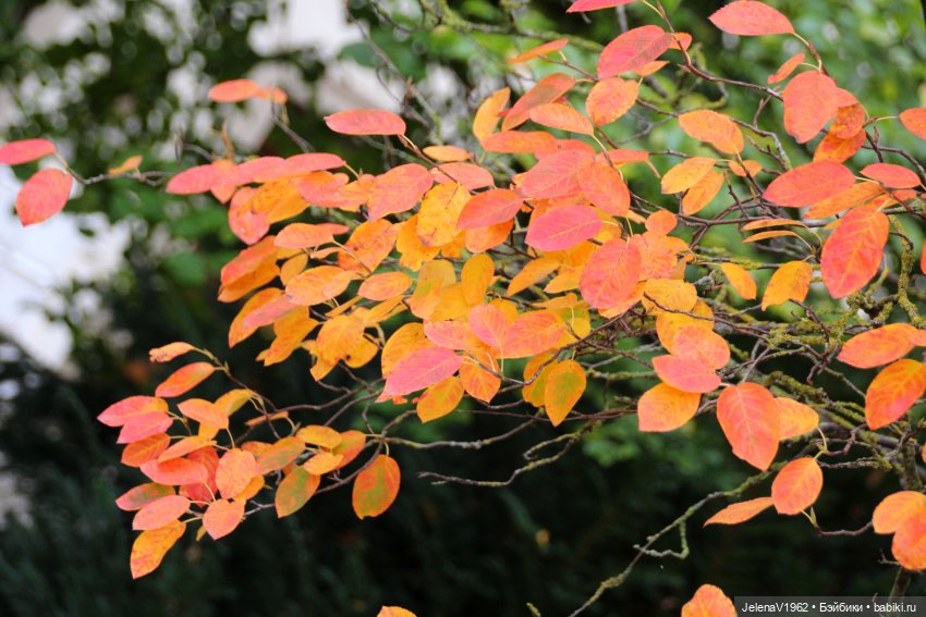 Все краски осени с Джониной Цвергназе