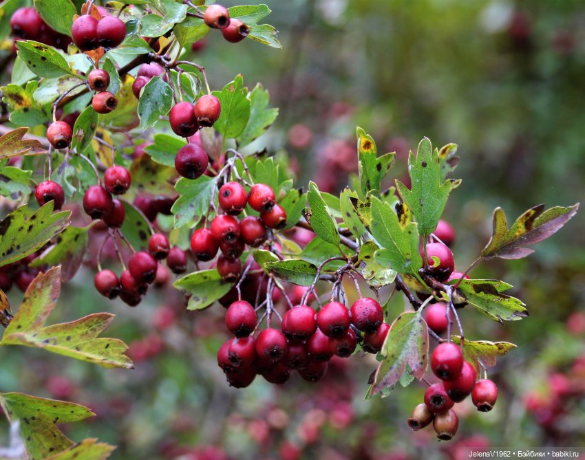 Все краски осени с Джониной Цвергназе