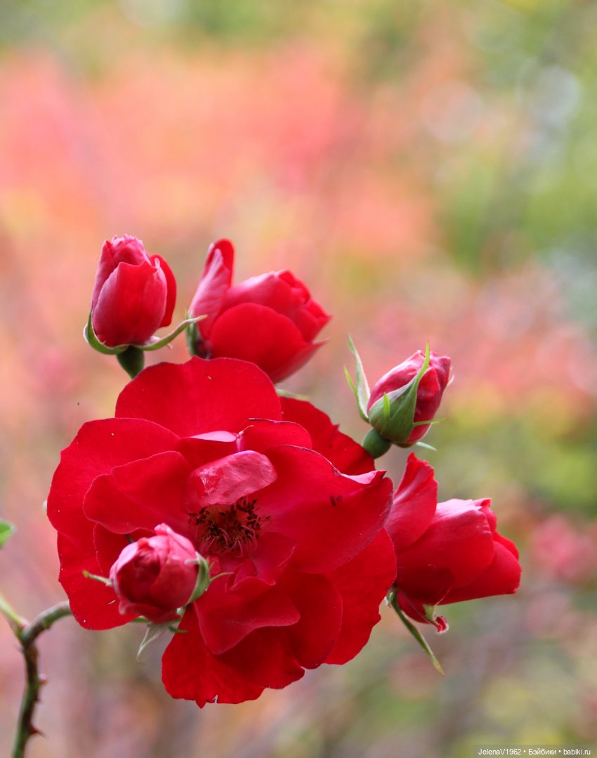 Все краски осени с Джониной Цвергназе