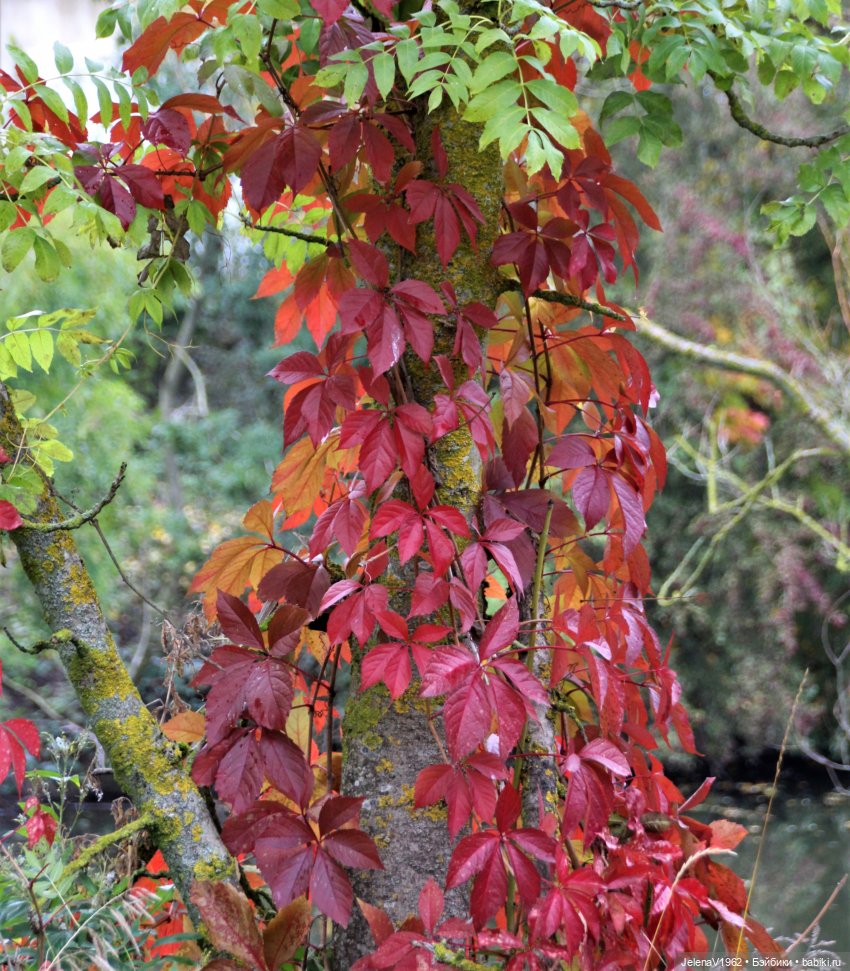 Все краски осени с Джониной Цвергназе