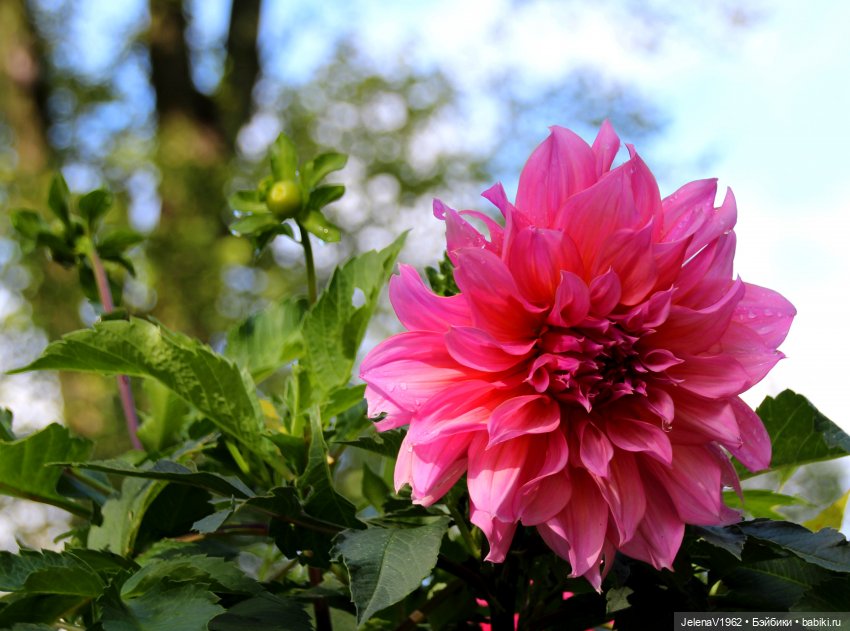 Все краски осени с Джониной Цвергназе (фото 2)