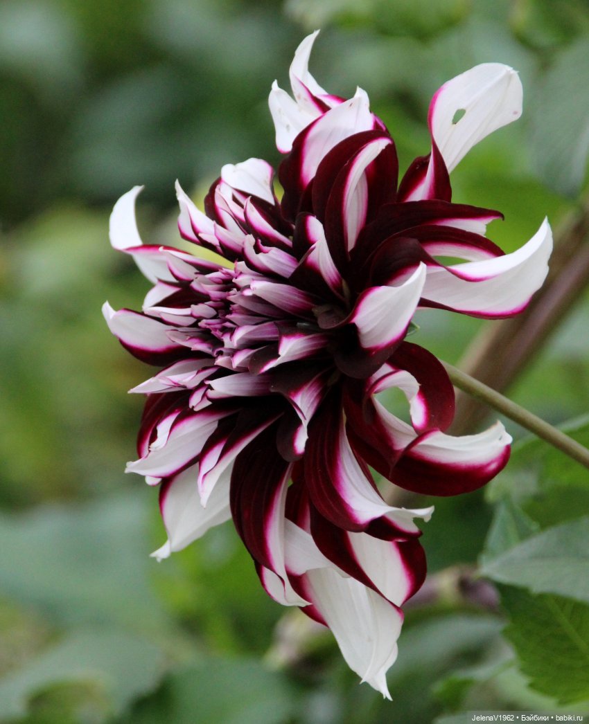 Все краски осени с Джониной Цвергназе (фото 7)