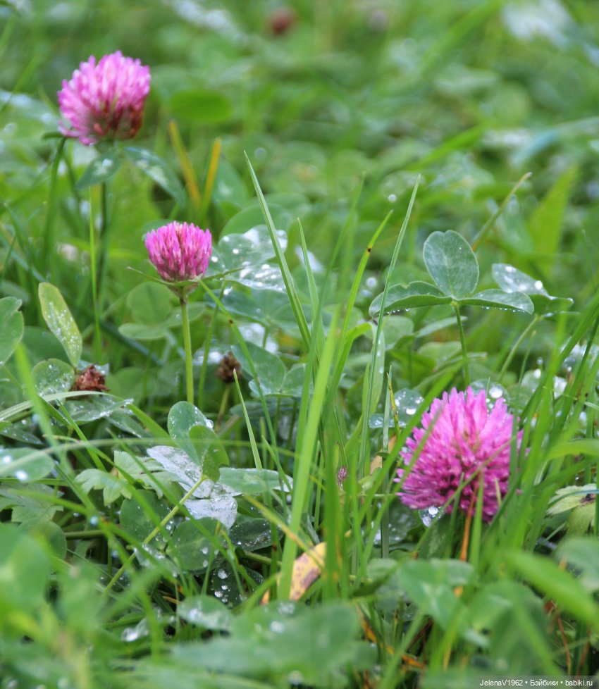 Все краски осени с Джониной Цвергназе