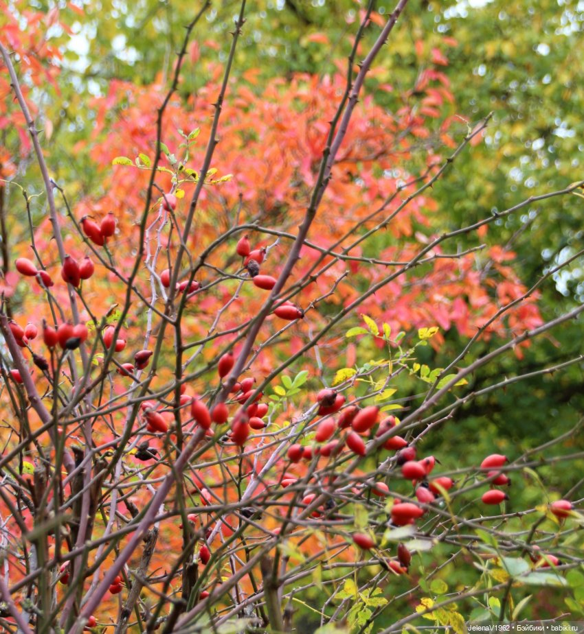 Все краски осени с Джониной Цвергназе