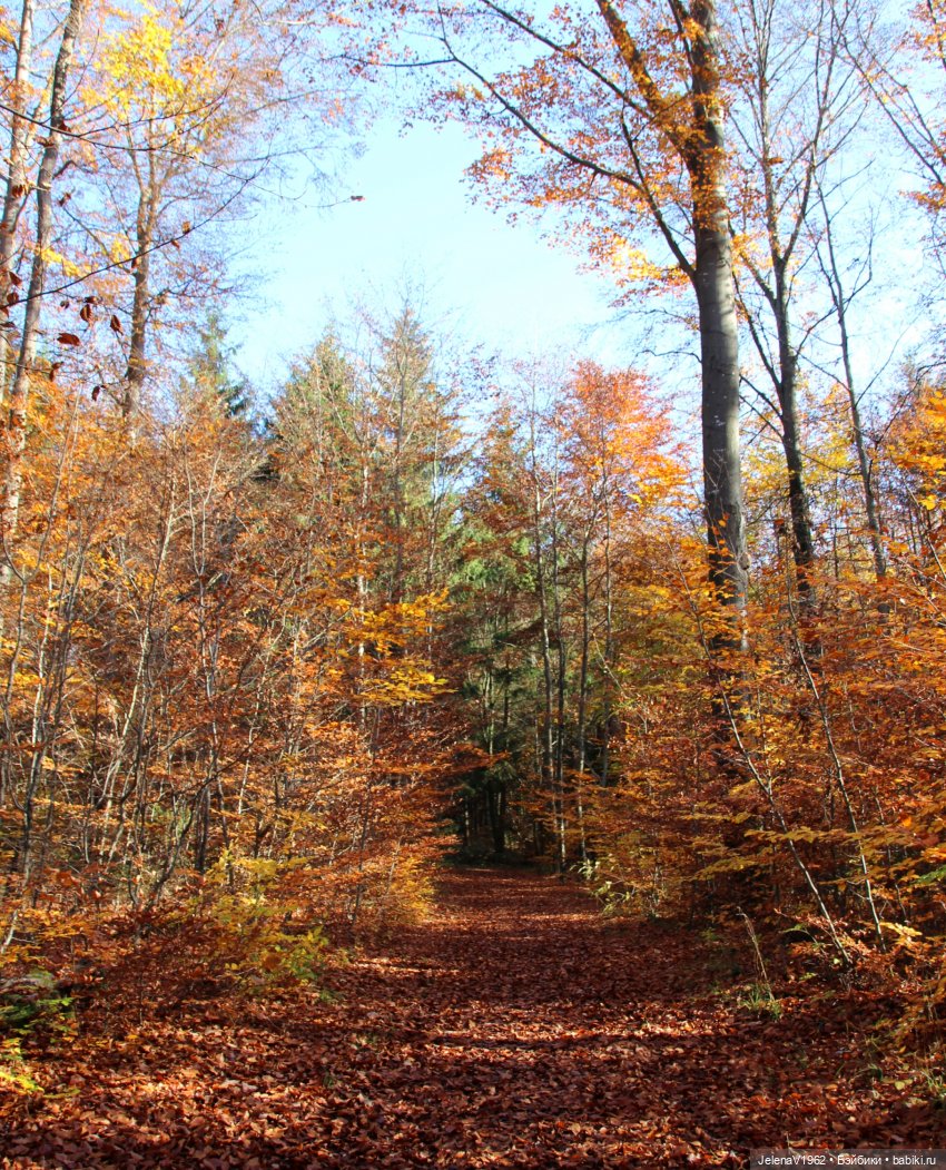 А я и не знала, что поздняя осень может быть такой красивой. Валентина Цвергназе