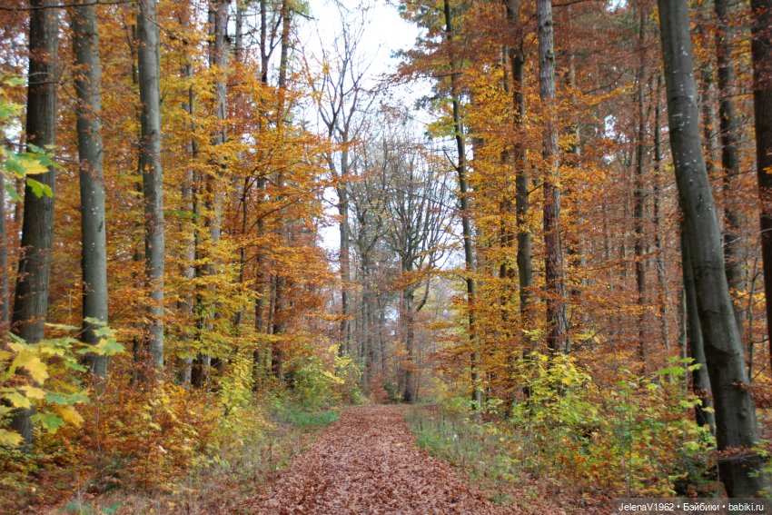 А я и не знала, что поздняя осень может быть такой красивой. Валентина Цвергназе