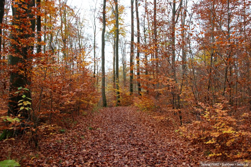 А я и не знала, что поздняя осень может быть такой красивой. Валентина Цвергназе