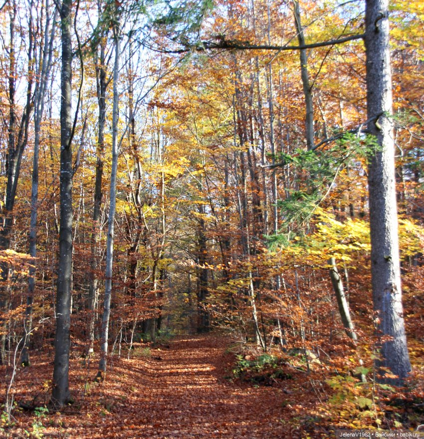 А я и не знала, что поздняя осень может быть такой красивой. Валентина Цвергназе (фото 4)