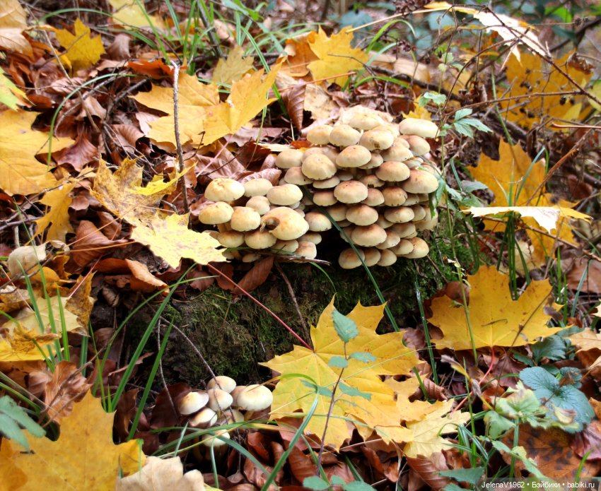 А я и не знала, что поздняя осень может быть такой красивой. Валентина Цвергназе