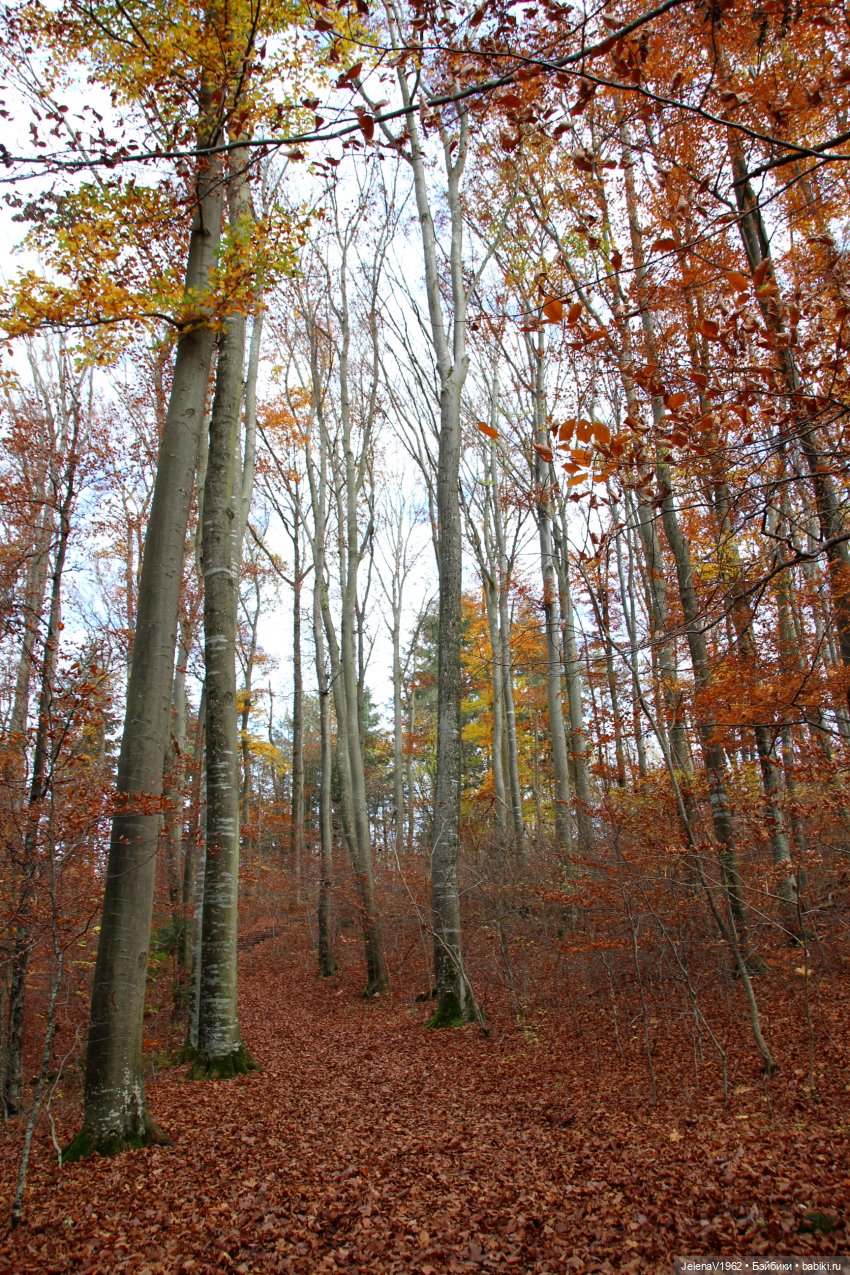 А я и не знала, что поздняя осень может быть такой красивой. Валентина Цвергназе