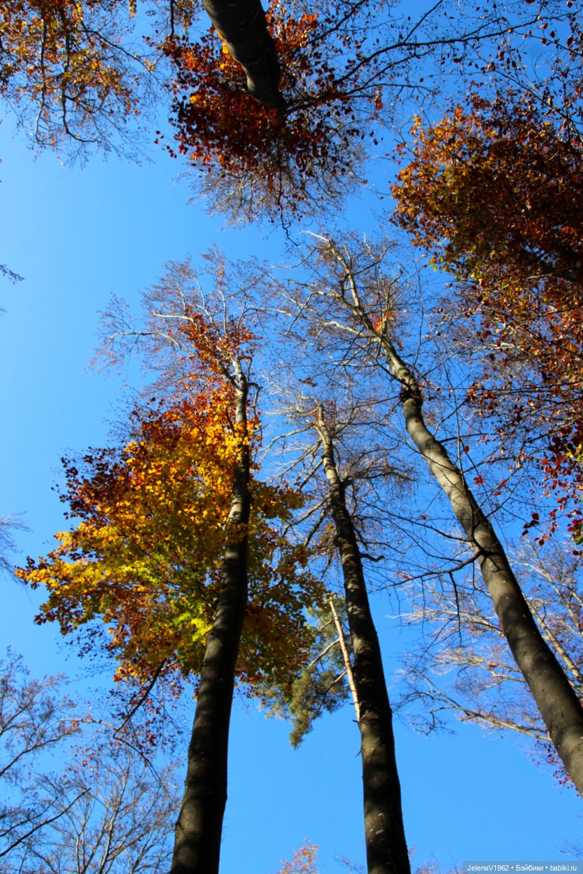 А я и не знала, что поздняя осень может быть такой красивой. Валентина Цвергназе