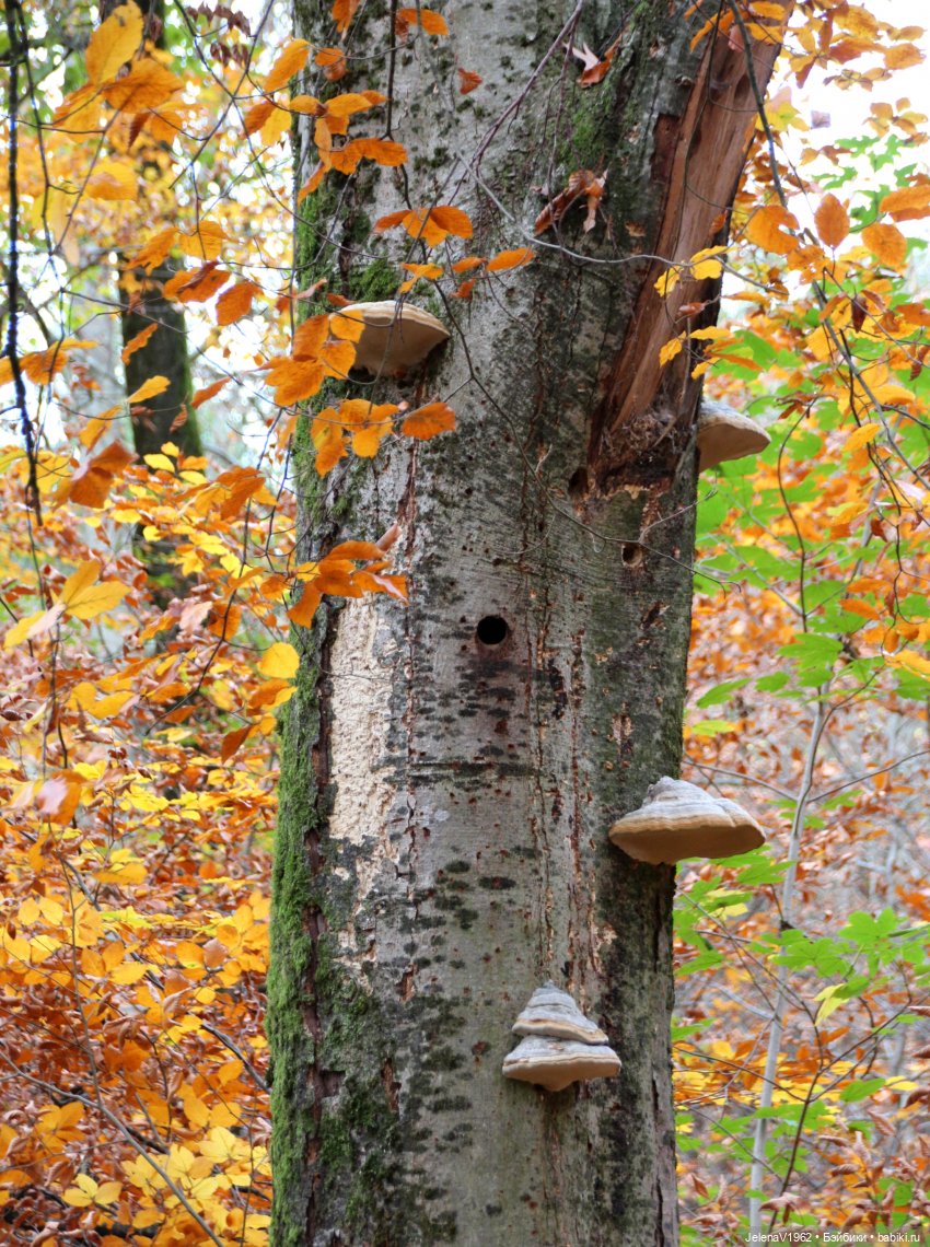 А я и не знала, что поздняя осень может быть такой красивой. Валентина Цвергназе