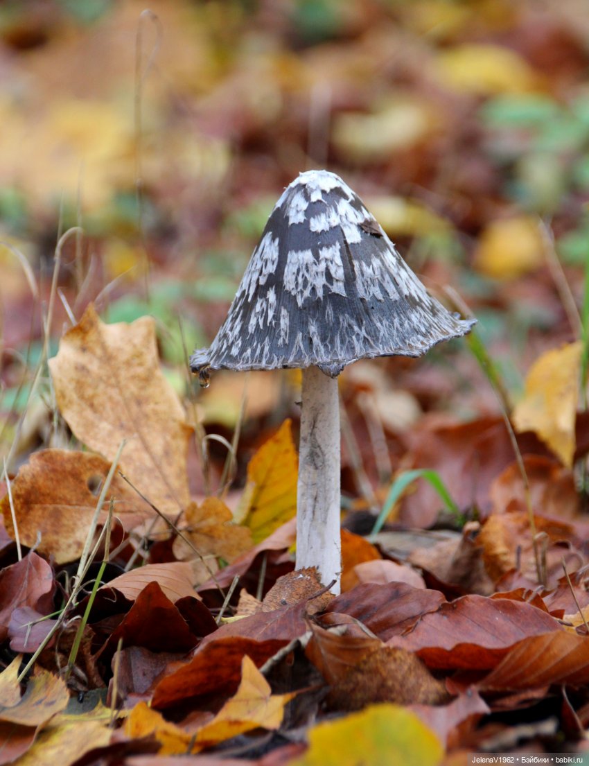 А я и не знала, что поздняя осень может быть такой красивой. Валентина Цвергназе